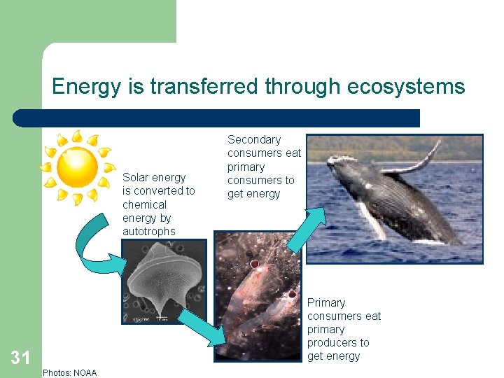 Energy is transferred through ecosystems Solar energy is converted to chemical energy by autotrophs