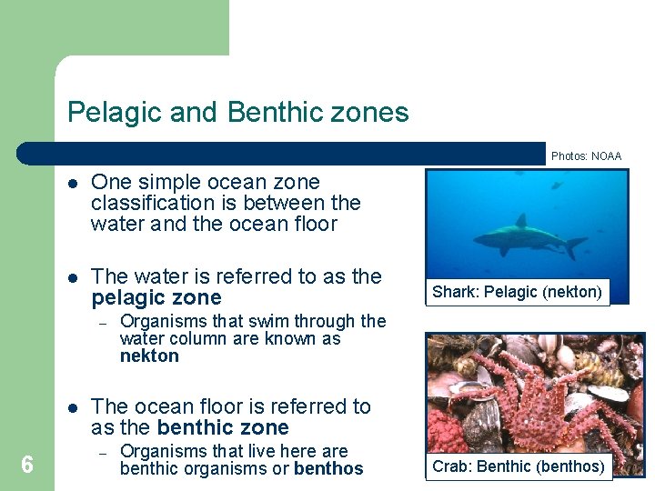 Pelagic and Benthic zones Photos: NOAA l One simple ocean zone classification is between