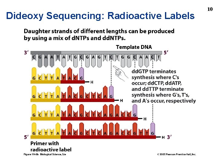 Dideoxy Sequencing: Radioactive Labels 10 