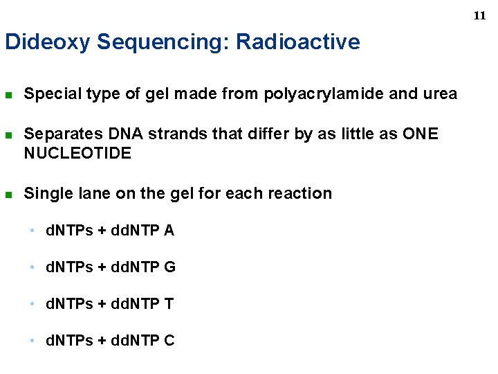11 Dideoxy Sequencing: Radioactive n n n Special type of gel made from polyacrylamide