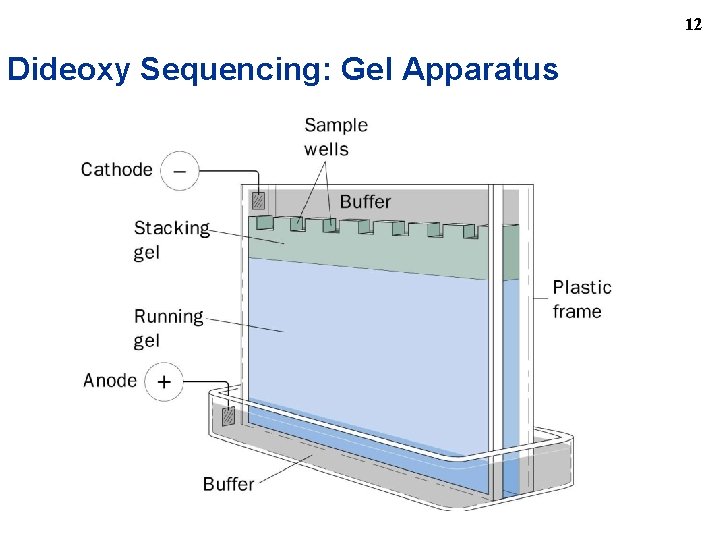 12 Dideoxy Sequencing: Gel Apparatus 