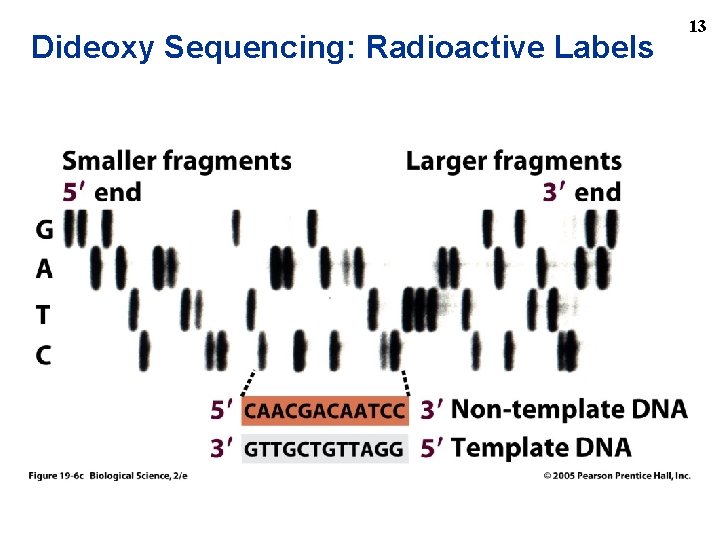 Dideoxy Sequencing: Radioactive Labels 13 