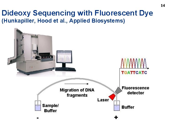 14 Dideoxy Sequencing with Fluorescent Dye (Hunkapiller, Hood et al. , Applied Biosystems) 