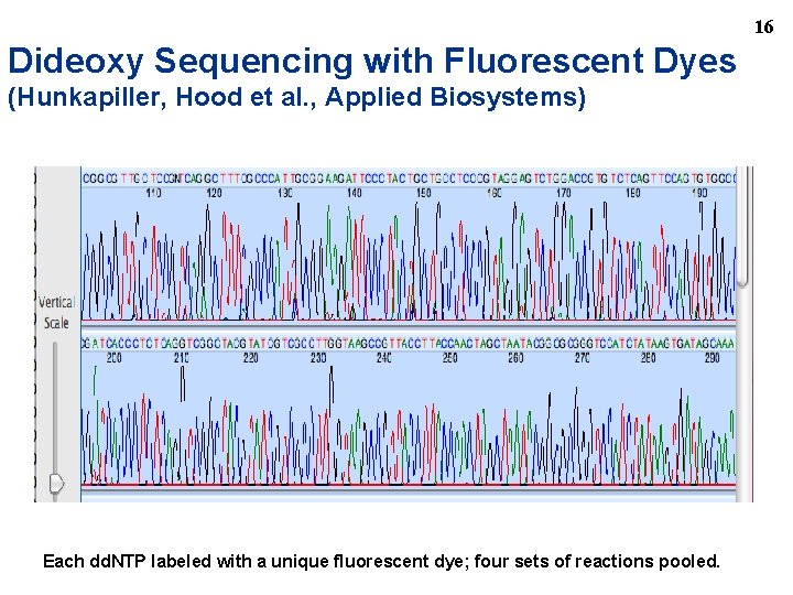 16 Dideoxy Sequencing with Fluorescent Dyes (Hunkapiller, Hood et al. , Applied Biosystems) Each
