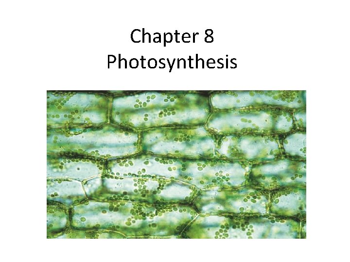 Chapter 8 Photosynthesis 