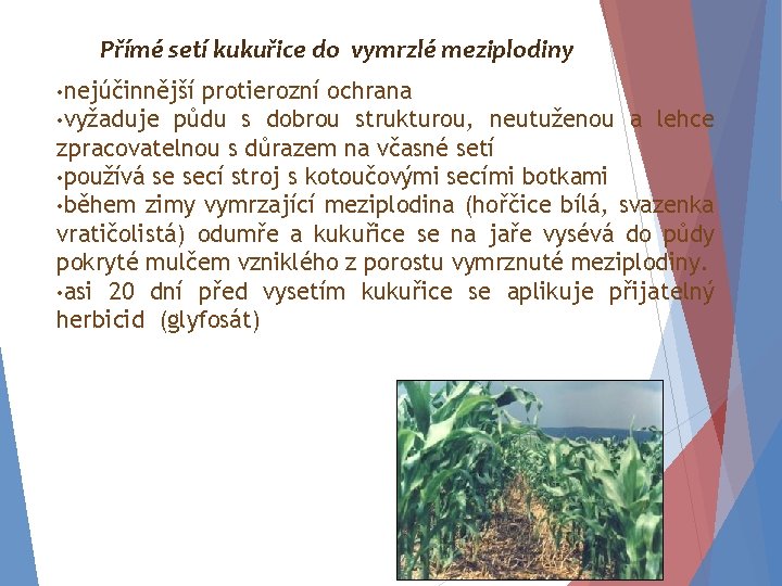 Přímé setí kukuřice do vymrzlé meziplodiny • nejúčinnější protierozní ochrana • vyžaduje půdu s