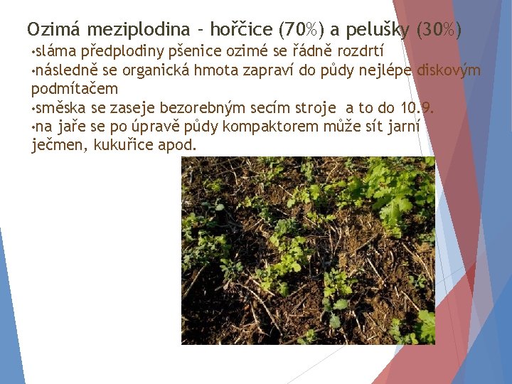 Ozimá meziplodina - hořčice (70%) a pelušky (30%) • sláma předplodiny pšenice ozimé se