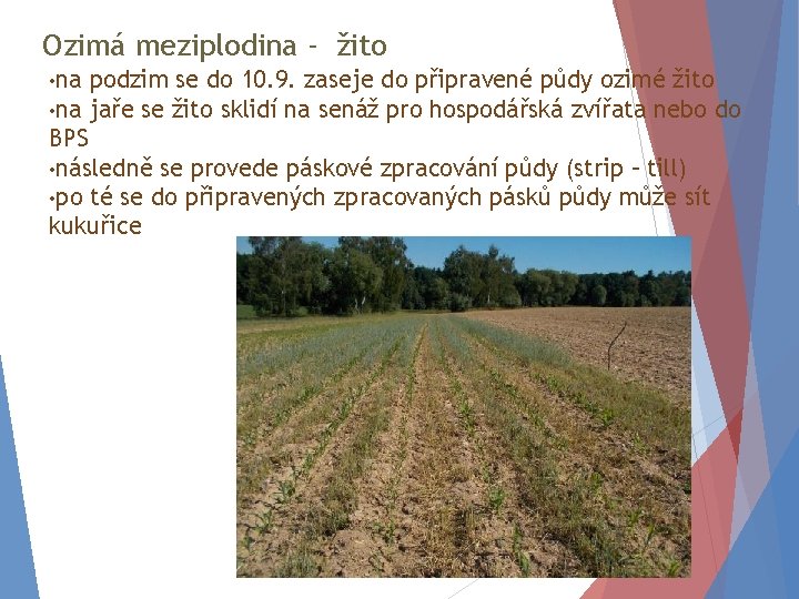 Ozimá meziplodina - žito • na podzim se do 10. 9. zaseje do připravené