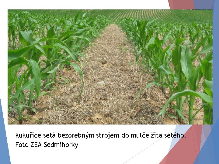 Kukuřice setá bezorebným strojem do mulče žita setého. Foto ZEA Sedmihorky 