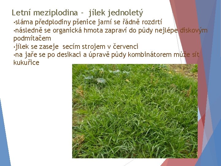 Letní meziplodina - jílek jednoletý • sláma předplodiny pšenice jarní se řádně rozdrtí •