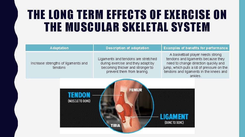 THE LONG TERM EFFECTS OF EXERCISE ON THE MUSCULAR SKELETAL SYSTEM Adaptation Increase strengths