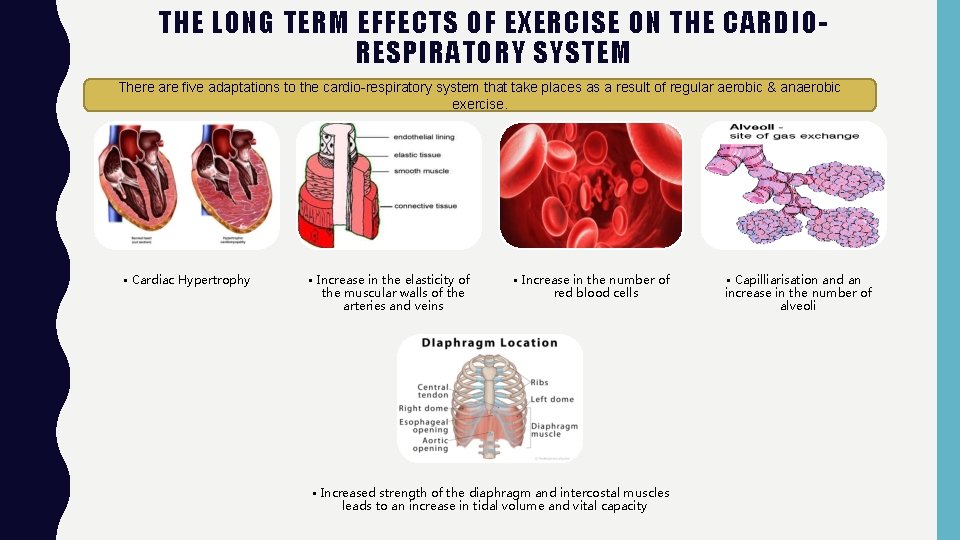 THE LONG TERM EFFECTS OF EXERCISE ON THE CARDIORESPIRATORY SYSTEM There are five adaptations