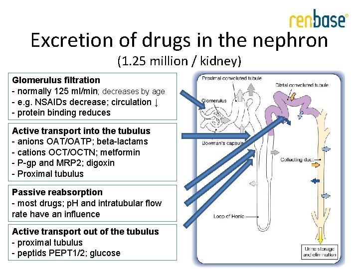 Excretion of drugs in the nephron (1. 25 million / kidney) Glomerulus filtration - Excretion of drugs in the nephron (1. 25 million / kidney) Glomerulus filtration -