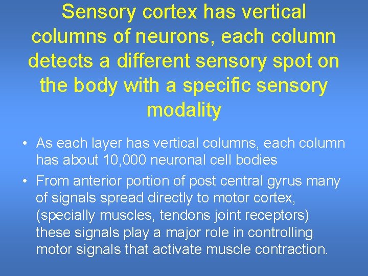Sensory cortex has vertical columns of neurons, each column detects a different sensory spot Sensory cortex has vertical columns of neurons, each column detects a different sensory spot
