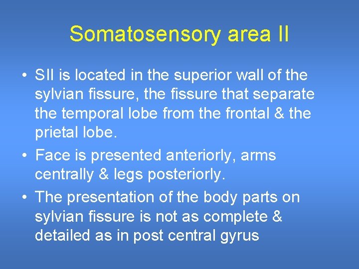 Somatosensory area II • SII is located in the superior wall of the sylvian Somatosensory area II • SII is located in the superior wall of the sylvian