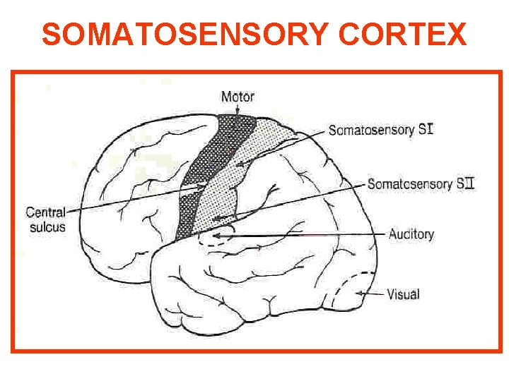 SOMATOSENSORY CORTEX SOMATOSENSORY CORTEX