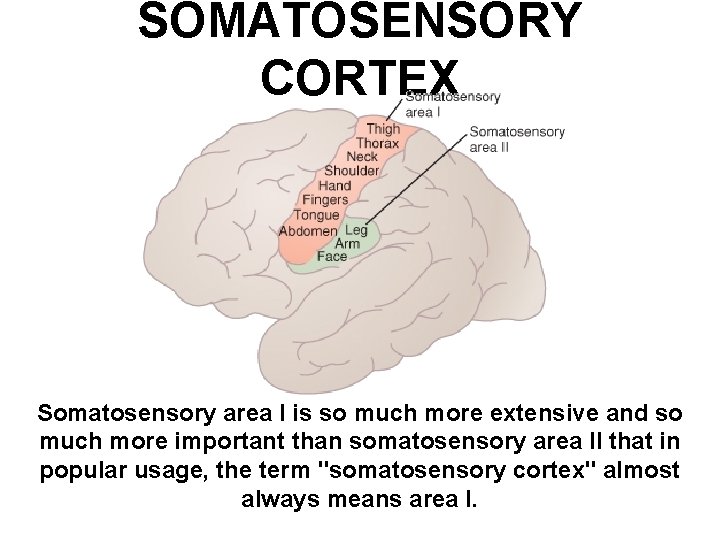 SOMATOSENSORY CORTEX Somatosensory area I is so much more extensive and so much more SOMATOSENSORY CORTEX Somatosensory area I is so much more extensive and so much more