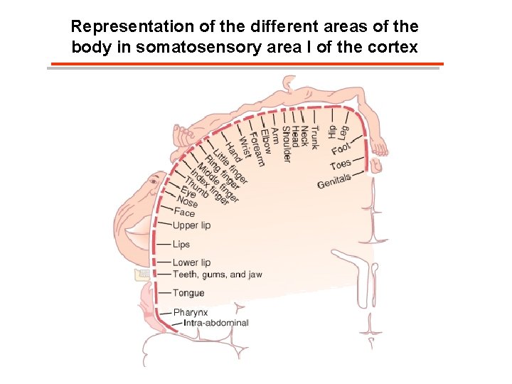 Representation of the different areas of the body in somatosensory area I of the Representation of the different areas of the body in somatosensory area I of the