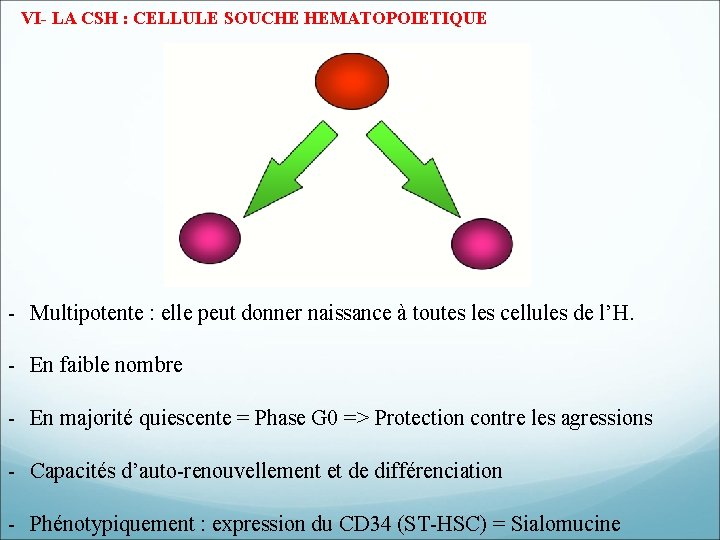VI- LA CSH : CELLULE SOUCHE HEMATOPOIETIQUE - Multipotente : elle peut donner naissance VI- LA CSH : CELLULE SOUCHE HEMATOPOIETIQUE - Multipotente : elle peut donner naissance
