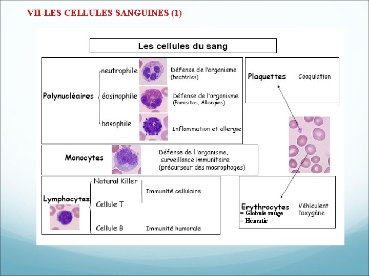 VII-LES CELLULES SANGUINES (1) = Globule rouge = Hématie VII-LES CELLULES SANGUINES (1) = Globule rouge = Hématie