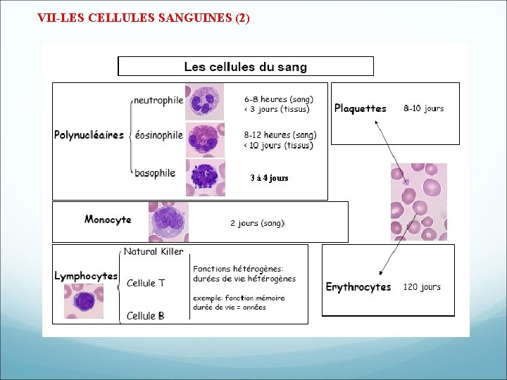 VII-LES CELLULES SANGUINES (2) 3 à 4 jours VII-LES CELLULES SANGUINES (2) 3 à 4 jours
