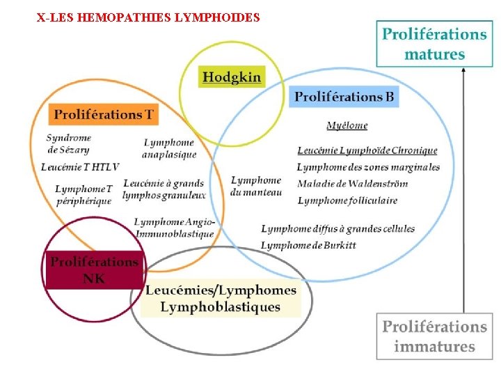 X-LES HEMOPATHIES LYMPHOIDES X-LES HEMOPATHIES LYMPHOIDES