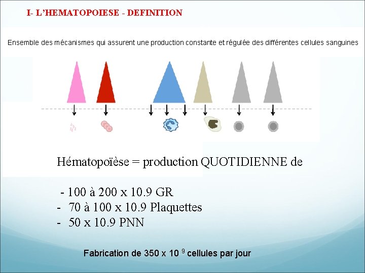 I- L’HEMATOPOIESE - DEFINITION Ensemble des mécanismes qui assurent une production constante et régulée I- L’HEMATOPOIESE - DEFINITION Ensemble des mécanismes qui assurent une production constante et régulée