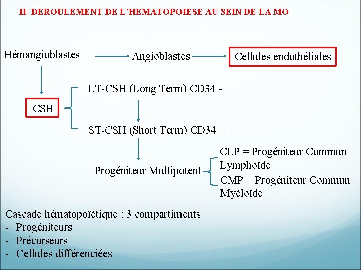 II- DEROULEMENT DE L’HEMATOPOIESE AU SEIN DE LA MO Hémangioblastes Angioblastes Cellules endothéliales LT-CSH II- DEROULEMENT DE L’HEMATOPOIESE AU SEIN DE LA MO Hémangioblastes Angioblastes Cellules endothéliales LT-CSH