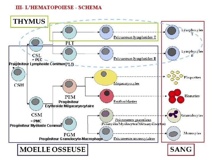 III- L’HEMATOPOIESE - SCHEMA = PLC Progéniteur Lymphoïde Commun Progéniteur Erythroide Mégacaryocytaire = PMC III- L’HEMATOPOIESE - SCHEMA = PLC Progéniteur Lymphoïde Commun Progéniteur Erythroide Mégacaryocytaire = PMC