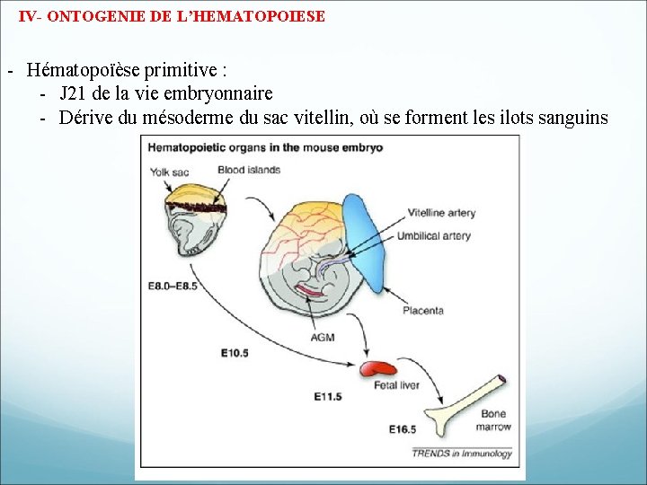 IV- ONTOGENIE DE L’HEMATOPOIESE - Hématopoïèse primitive : - J 21 de la vie IV- ONTOGENIE DE L’HEMATOPOIESE - Hématopoïèse primitive : - J 21 de la vie