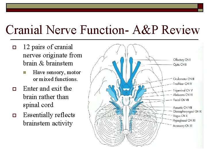 Cranial Nerve Function- A&P Review o 12 pairs of cranial nerves originate from brain