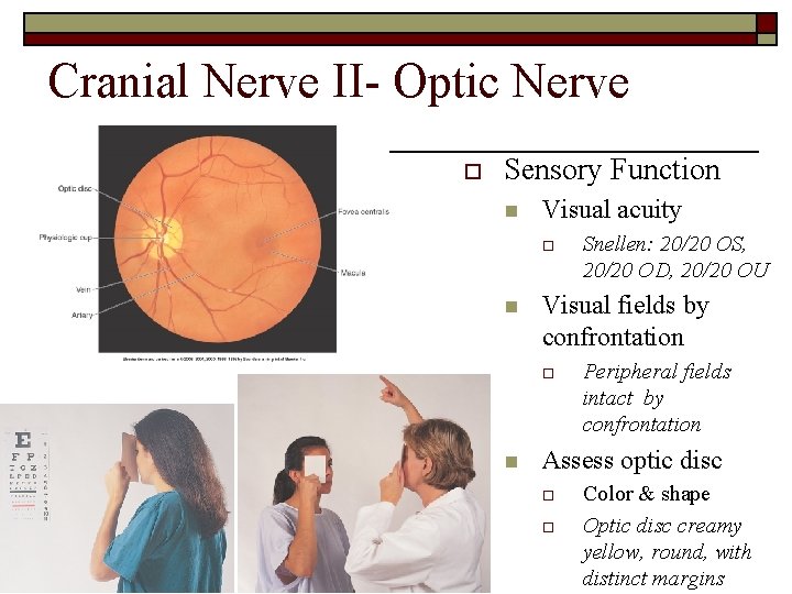 Cranial Nerve II- Optic Nerve o Sensory Function n Visual acuity o n Visual