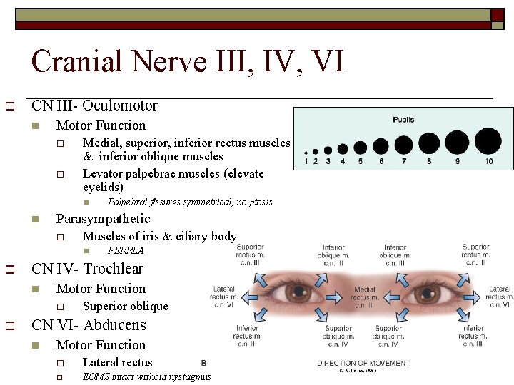 Cranial Nerve III, IV, VI o CN III- Oculomotor n Motor Function o o