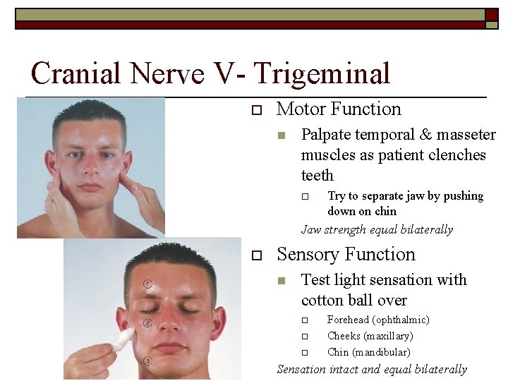 Cranial Nerve V- Trigeminal o Motor Function n Palpate temporal & masseter muscles as