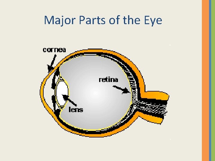 Major Parts of the Eye 