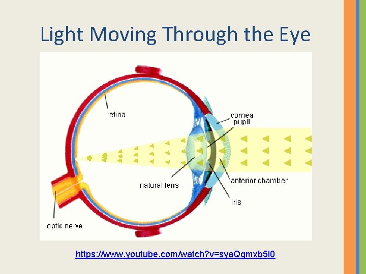 Light Moving Through the Eye https: //www. youtube. com/watch? v=sya. Qgmxb 5 i 0 Light Moving Through the Eye https: //www. youtube. com/watch? v=sya. Qgmxb 5 i 0