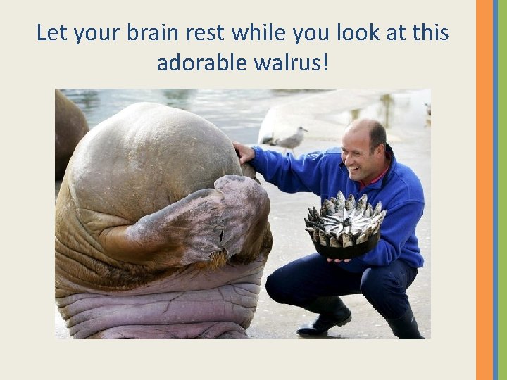 Let your brain rest while you look at this adorable walrus! Let your brain rest while you look at this adorable walrus!