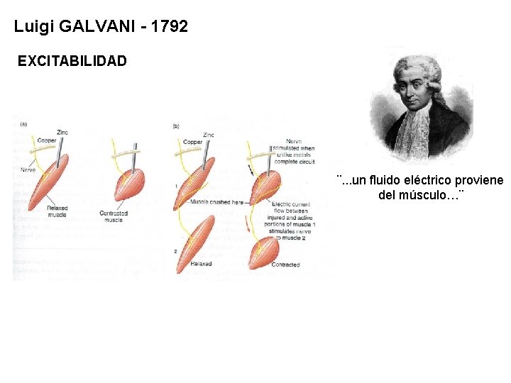 Luigi GALVANI - 1792 EXCITABILIDAD ¨. . . un fluido eléctrico proviene del músculo…¨