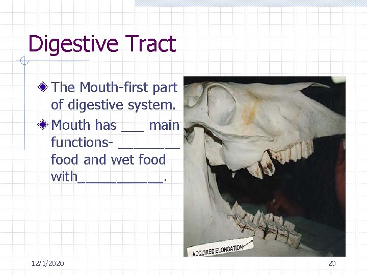 Digestive Tract The Mouth-first part of digestive system. Mouth has ___ main functions- ____