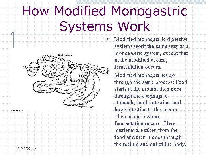 Modified Monogastric Digestive System of the Horse 1212020