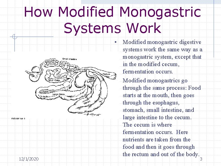 How Modified Monogastric Systems Work 12/1/2020 • Modified monogastric digestive systems work the same