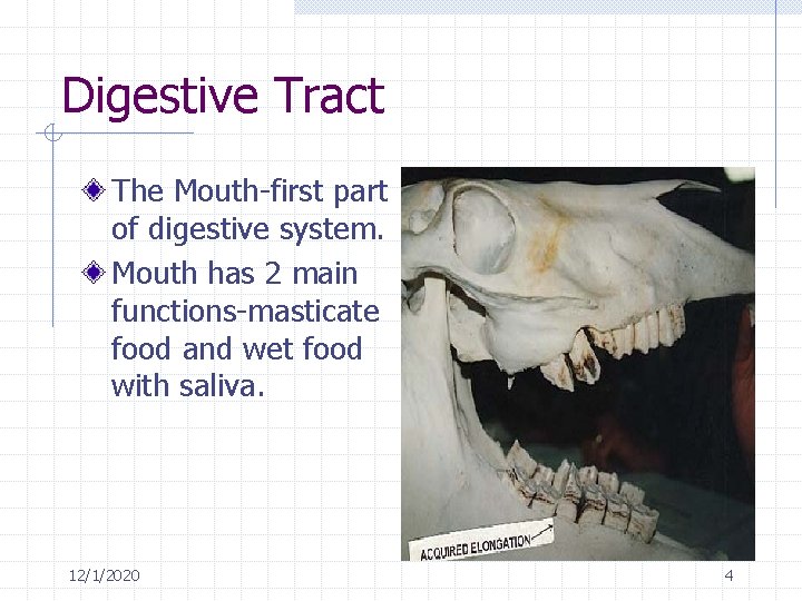 Digestive Tract The Mouth-first part of digestive system. Mouth has 2 main functions-masticate food