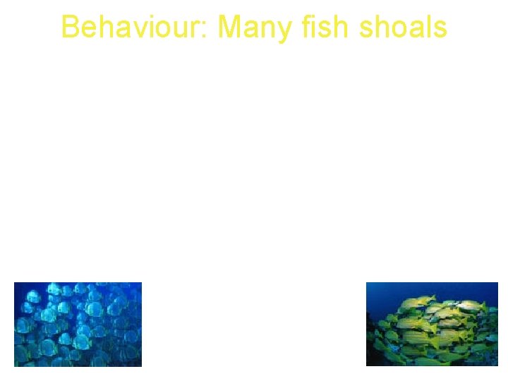 Behaviour: Many fish shoals 