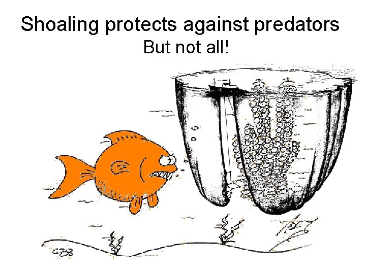 Shoaling protects against predators But not all! 