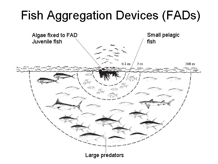 Fish Aggregation Devices (FADs) Small pelagic fish Algae fixed to FAD Juvenile fish Large