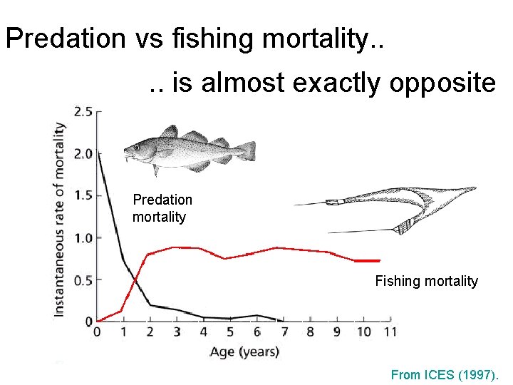 Predation vs fishing mortality. . is almost exactly opposite Predation mortality Fishing mortality Age