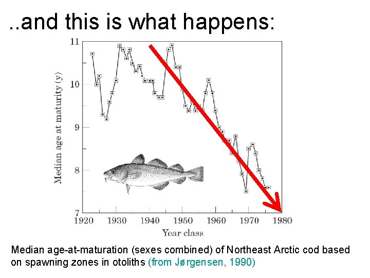 . . and this is what happens: Median age-at-maturation (sexes combined) of Northeast Arctic