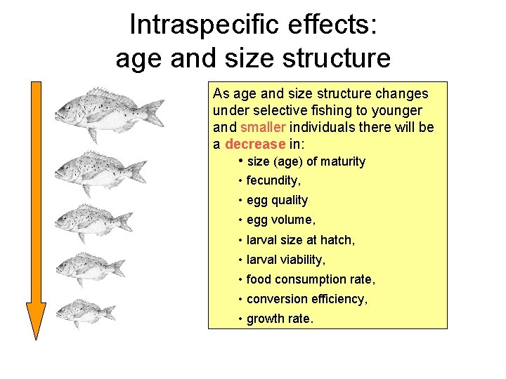 Intraspecific effects: age and size structure As age and size structure changes under selective