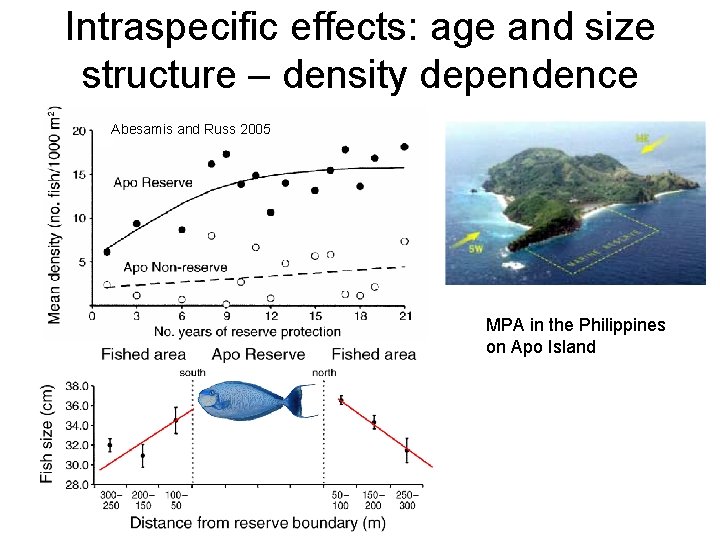 Intraspecific effects: age and size structure – density dependence Abesamis and Russ 2005 MPA