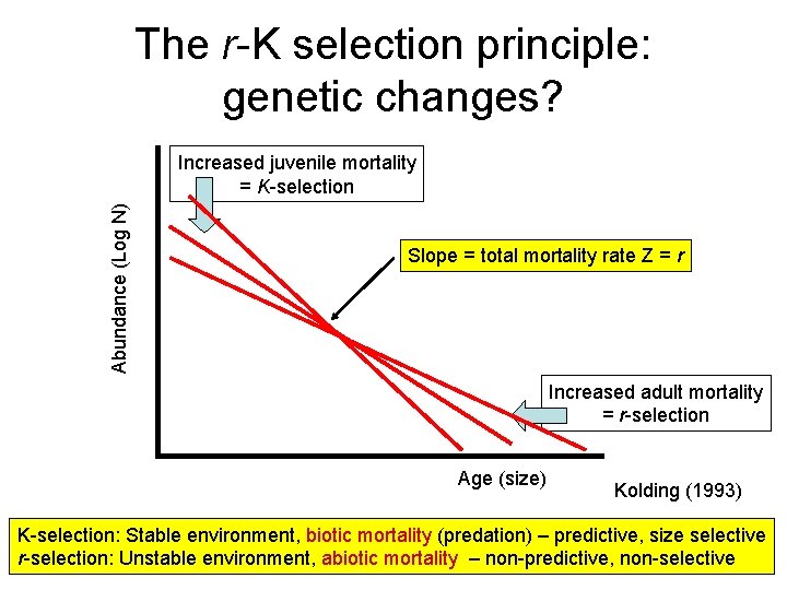The r-K selection principle: genetic changes? Abundance (Log N) Increased juvenile mortality = K-selection